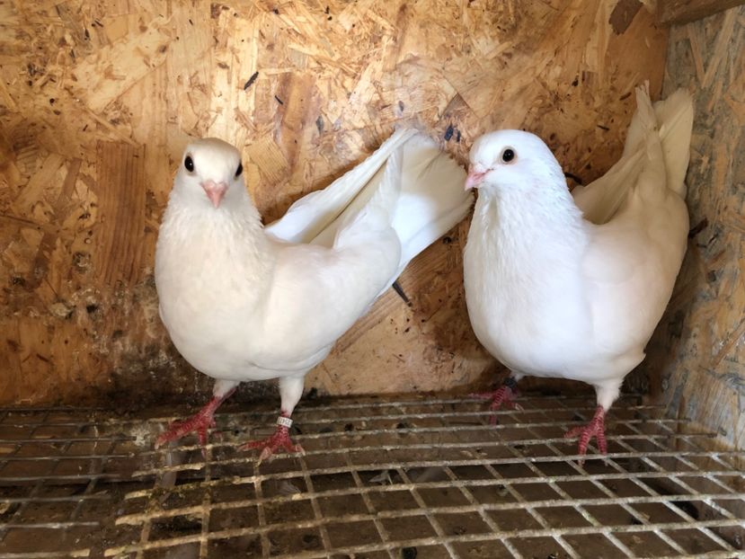  - 5-Perechi pana simpla 2022