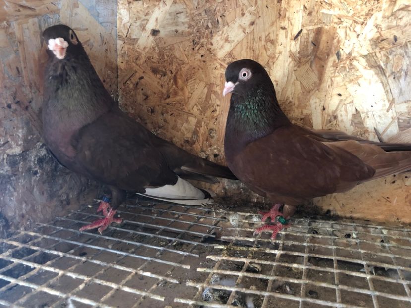 18 - 5-Perechi pana simpla 2022