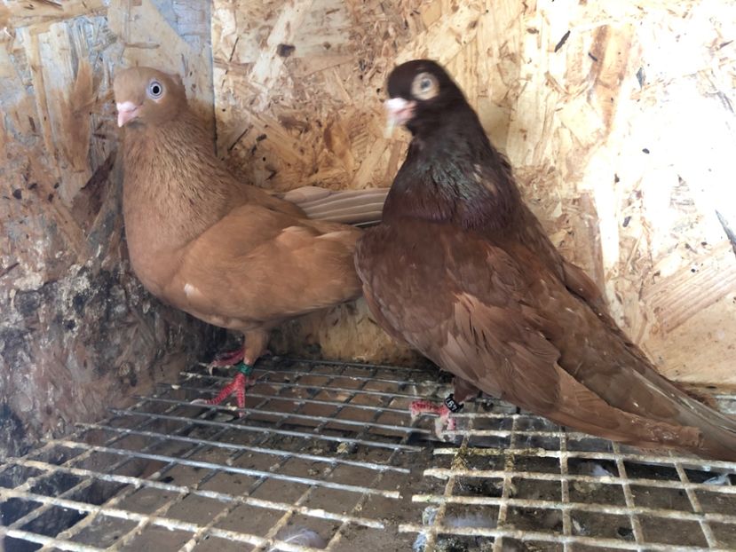 19 - 5-Perechi pana simpla 2022