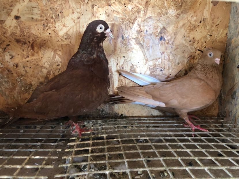  - 5-Perechi pana simpla 2022