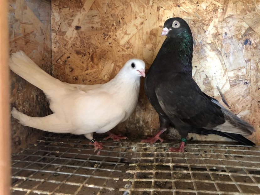 20 - 5-Perechi pana simpla 2022