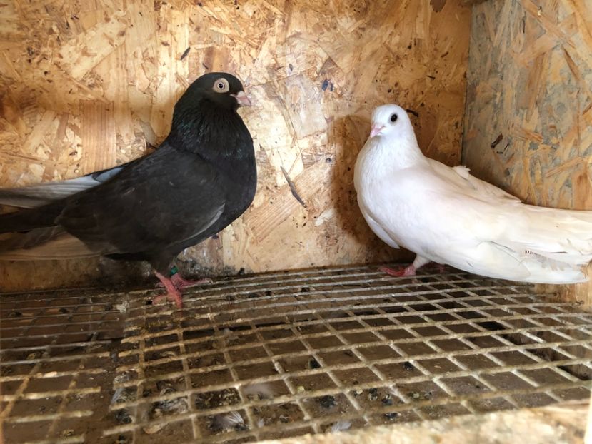  - 5-Perechi pana simpla 2022