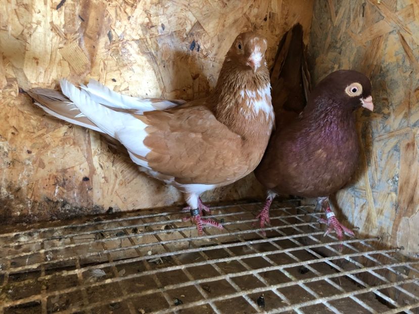 21 - 5-Perechi pana simpla 2022