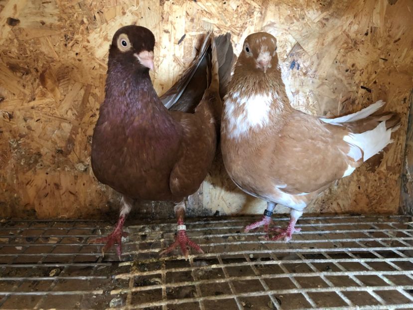  - 5-Perechi pana simpla 2022