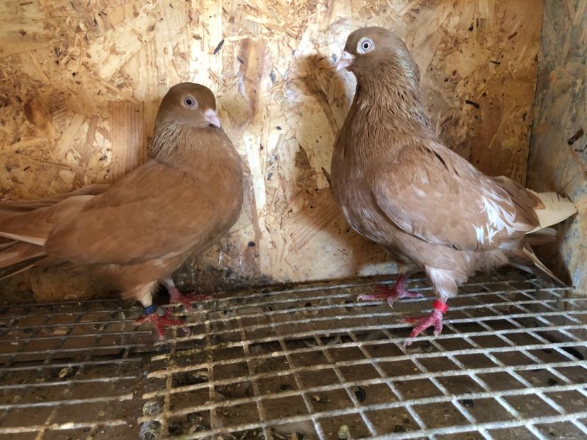 22 - 5-Perechi pana simpla 2022