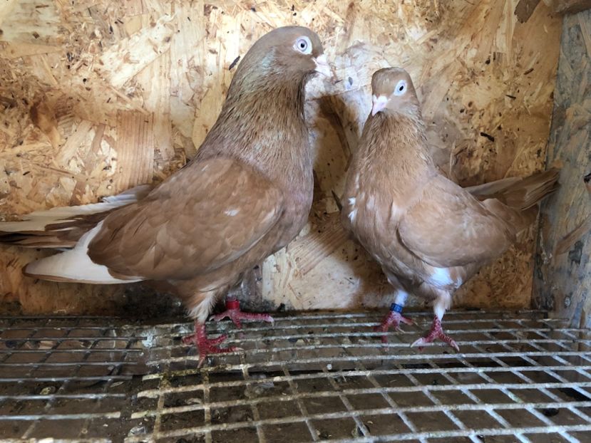  - 5-Perechi pana simpla 2022