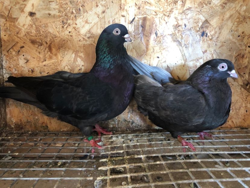 23 - 5-Perechi pana simpla 2022