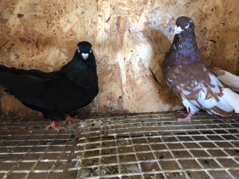 25 - 5-Perechi pana simpla 2022