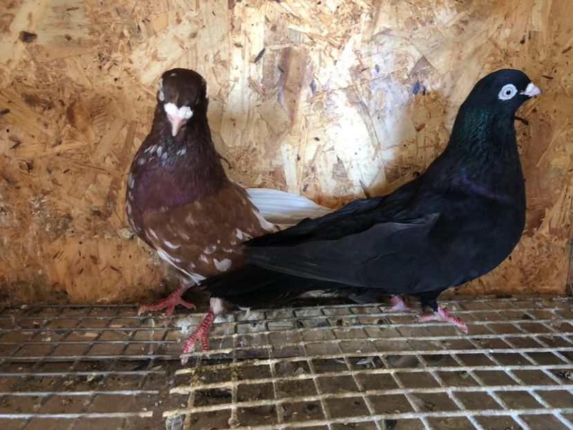  - 5-Perechi pana simpla 2022