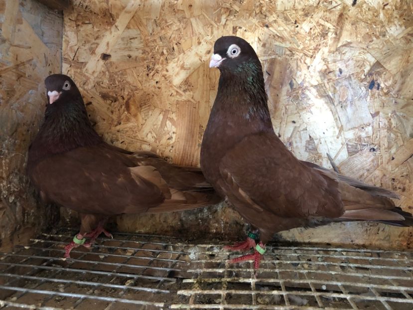 26 - 5-Perechi pana simpla 2022