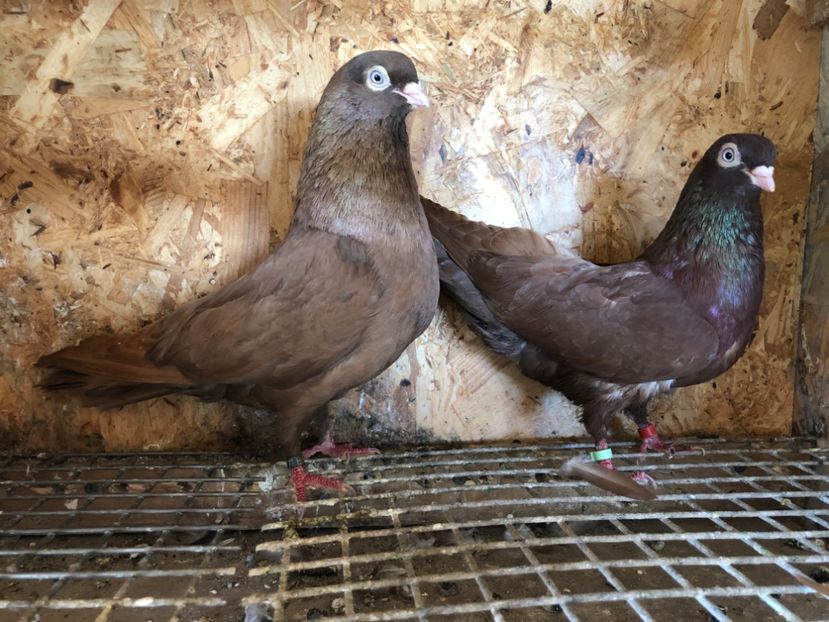 27 - 5-Perechi pana simpla 2022