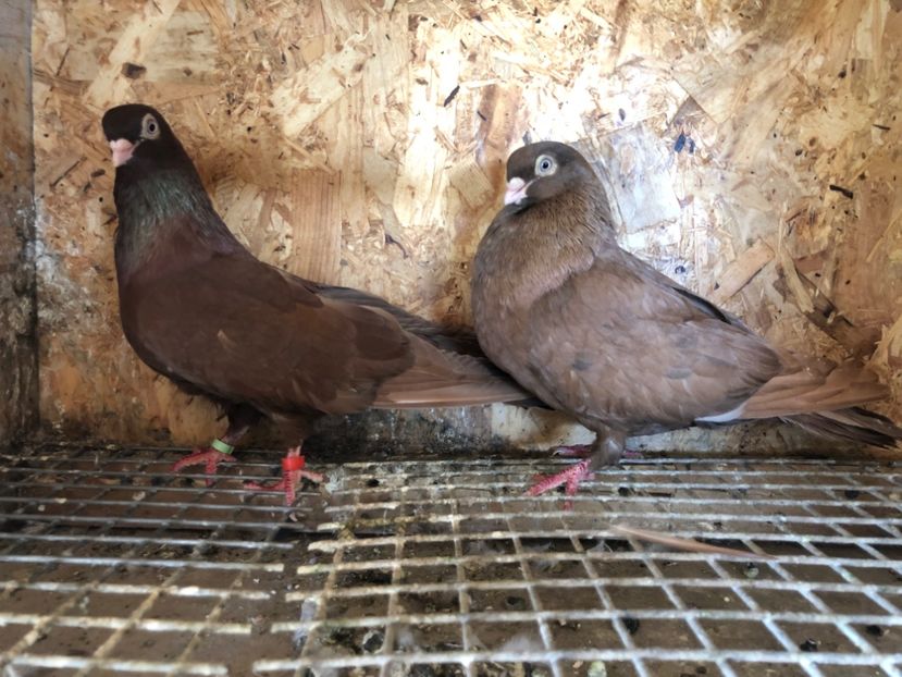  - 5-Perechi pana simpla 2022