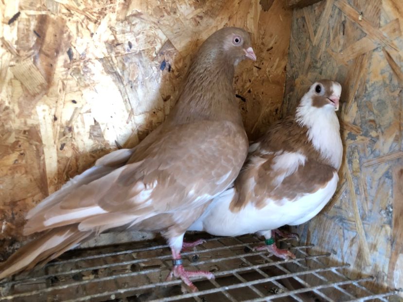 28 - 5-Perechi pana simpla 2022