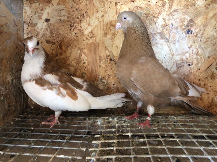  - 5-Perechi pana simpla 2022