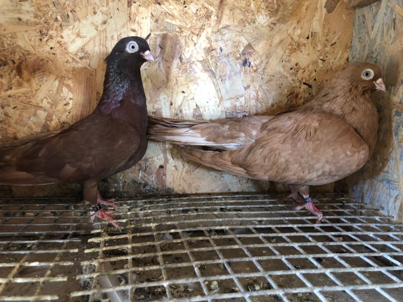  - 5-Perechi pana simpla 2022