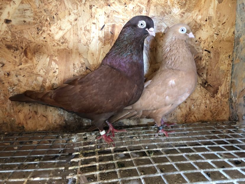 30 - 5-Perechi pana simpla 2022