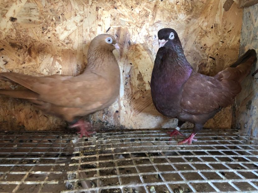  - 5-Perechi pana simpla 2022