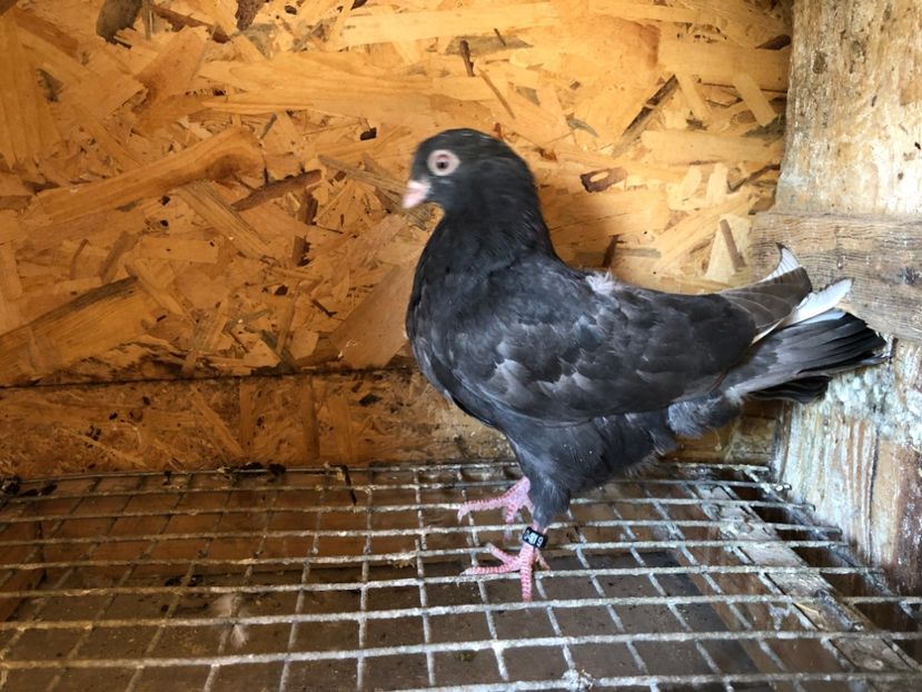 419/22 - 5- lot zbor 2022