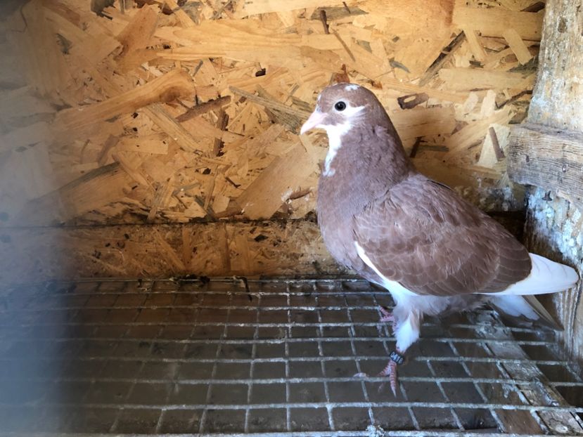 418/22 - 5- lot zbor 2022