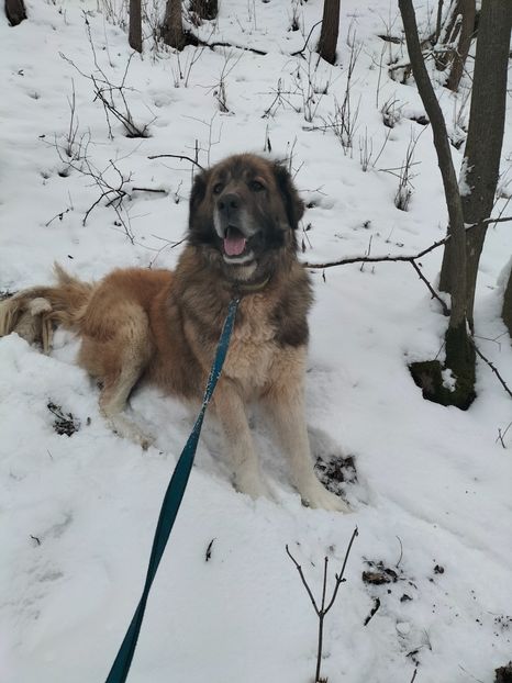 IMG20220121162648 - Turcana alba