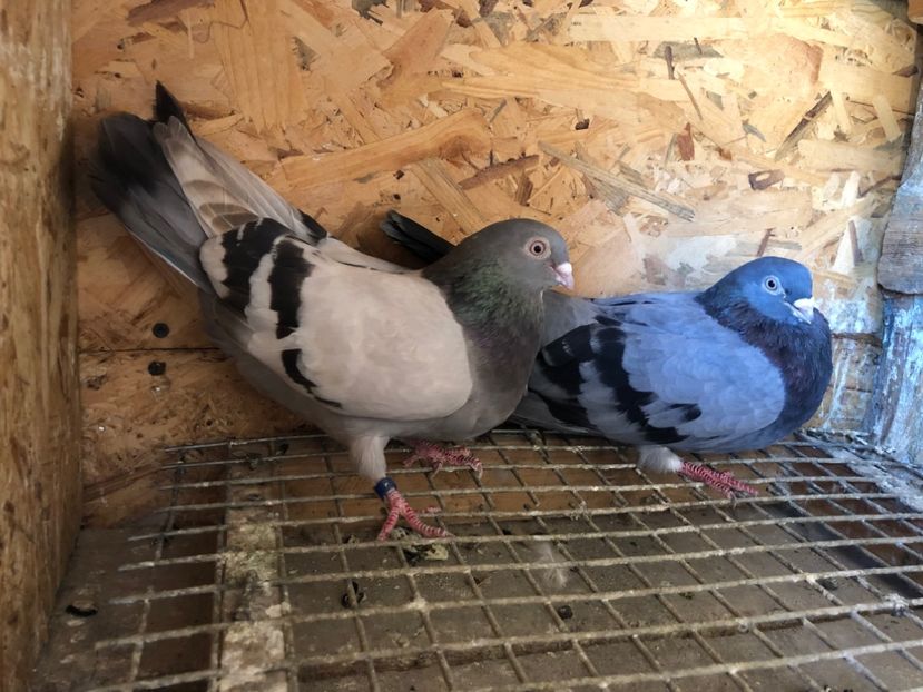 7 - 5-Perechi lot zbor 2022