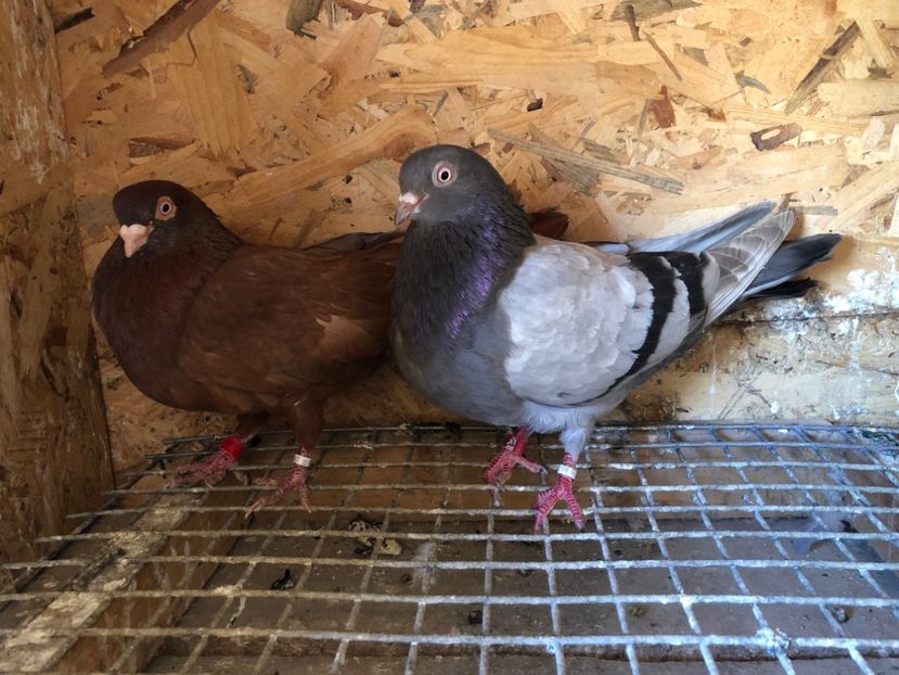 8 - 5-Perechi lot zbor 2022