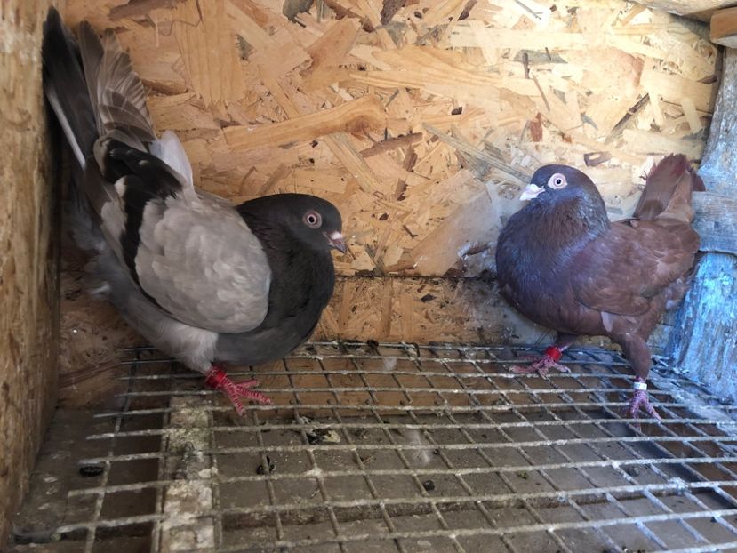  - 5-Perechi lot zbor 2022