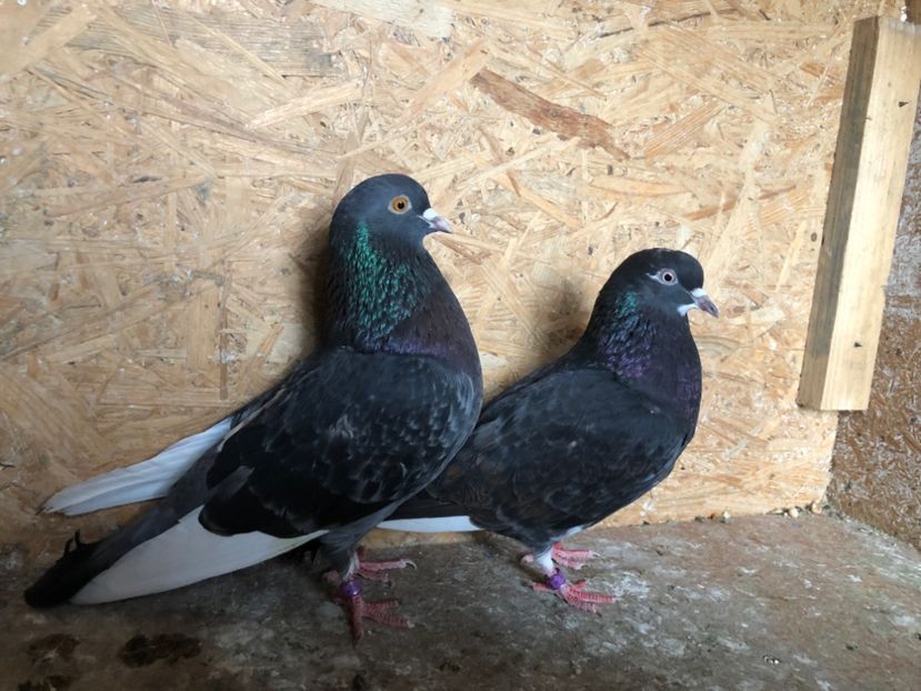  - 5-Perechi lot zbor 2022