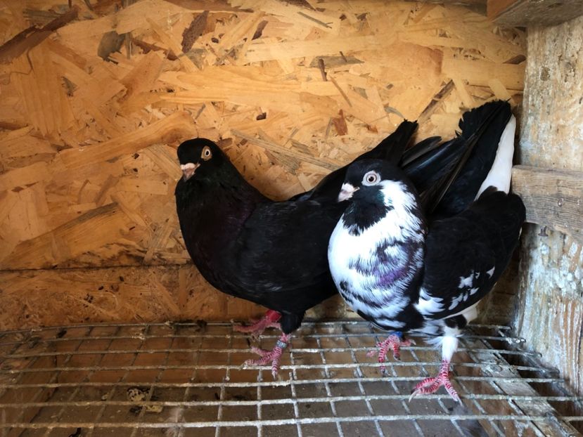 11 - 5-Perechi lot zbor 2022