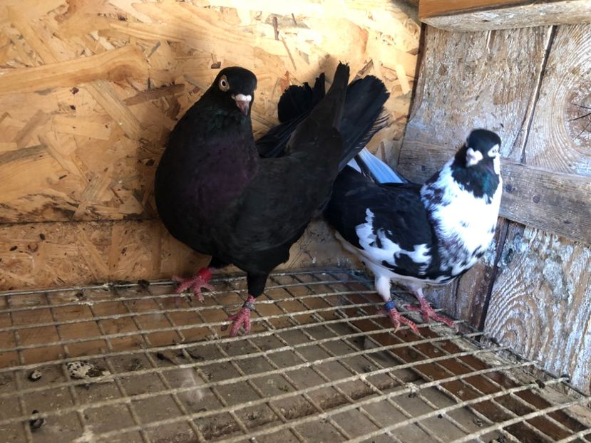  - 5-Perechi lot zbor 2022