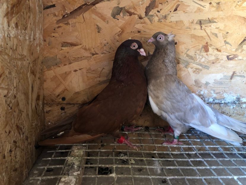 12 - 5-Perechi lot zbor 2022