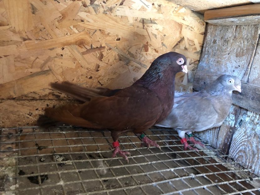  - 5-Perechi lot zbor 2022