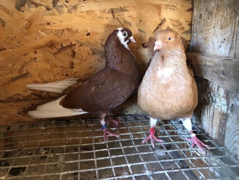 13 - 5-Perechi lot zbor 2022