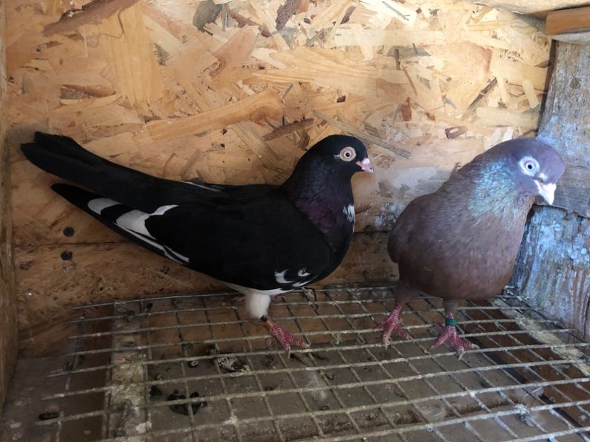  - 5-Perechi lot zbor 2022