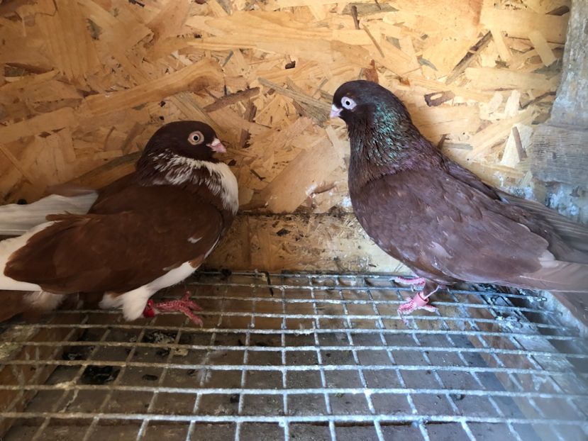 15 - 5-Perechi lot zbor 2022