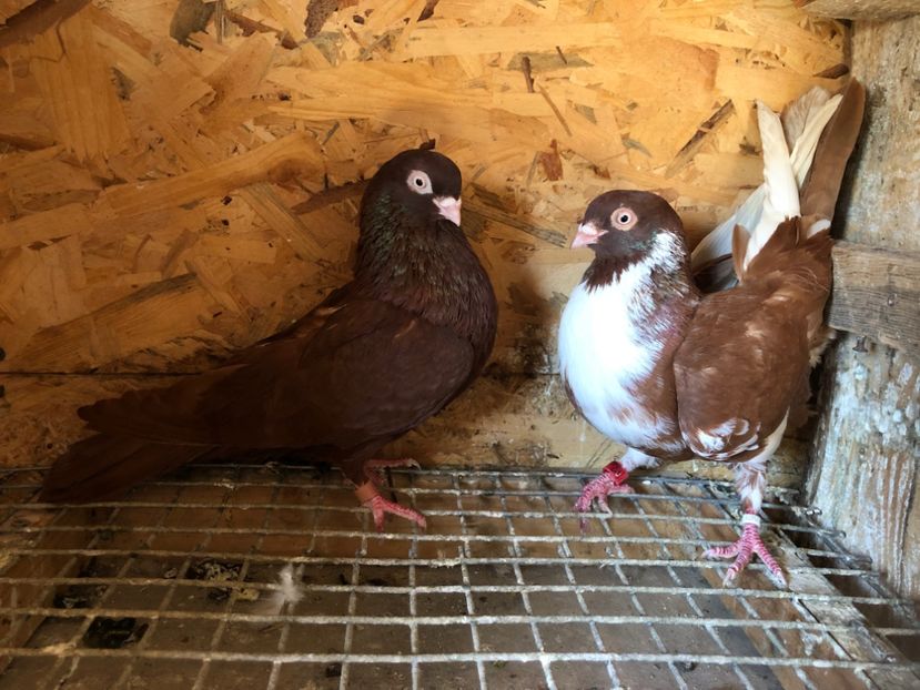  - 5-Perechi lot zbor 2022