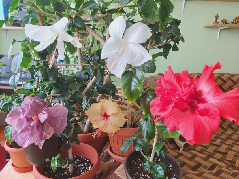  - Hibiscusi 2022