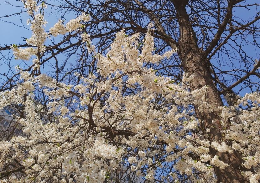  - Floricele diverse 2022