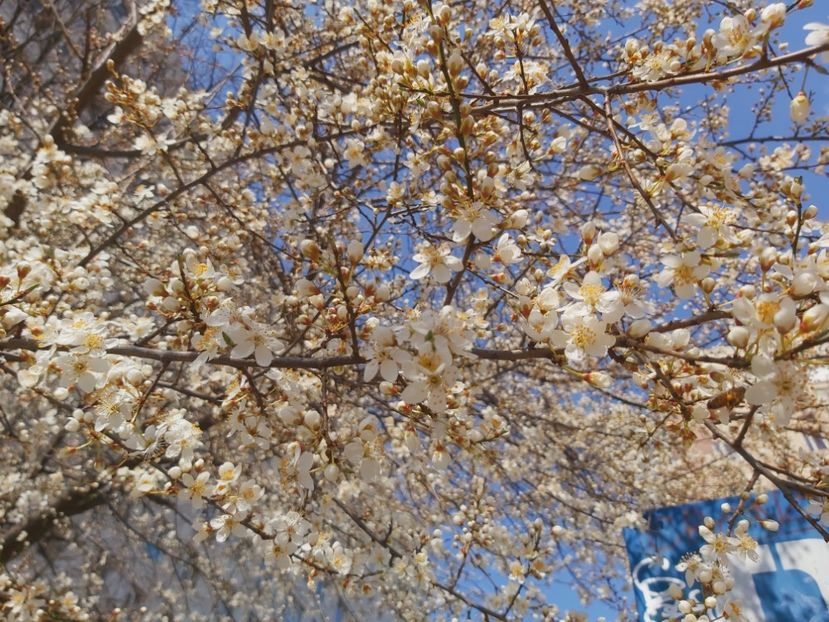  - Floricele diverse 2022