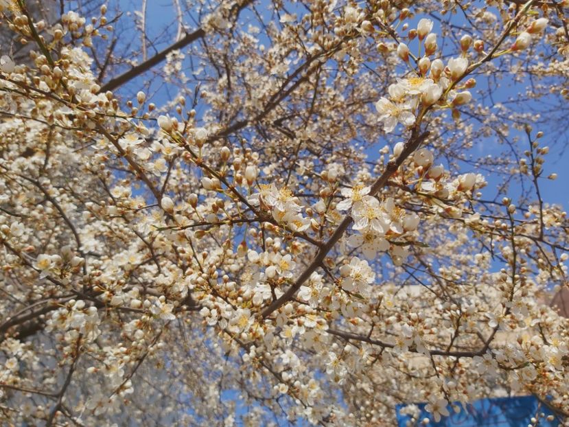  - Floricele diverse 2022
