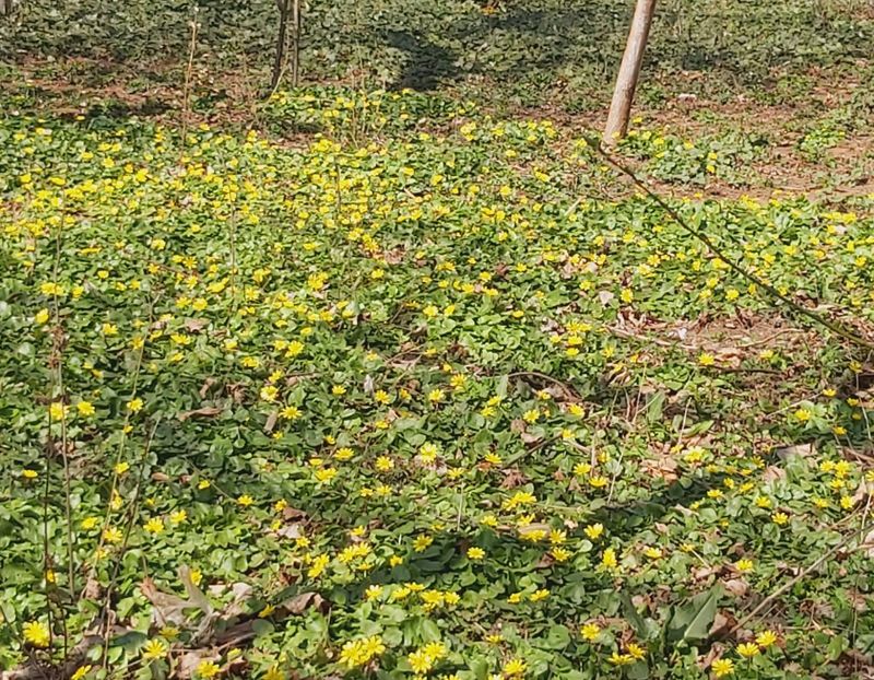  - Floricele diverse 2022