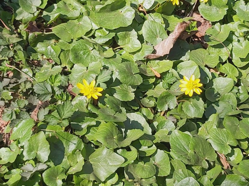  - Floricele diverse 2022