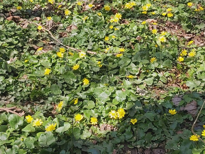  - Floricele diverse 2022