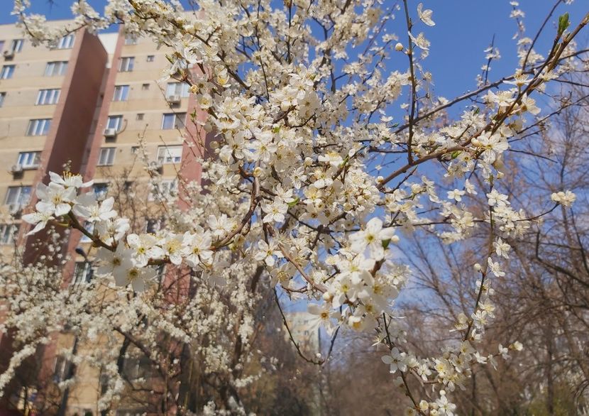  - Floricele diverse 2022