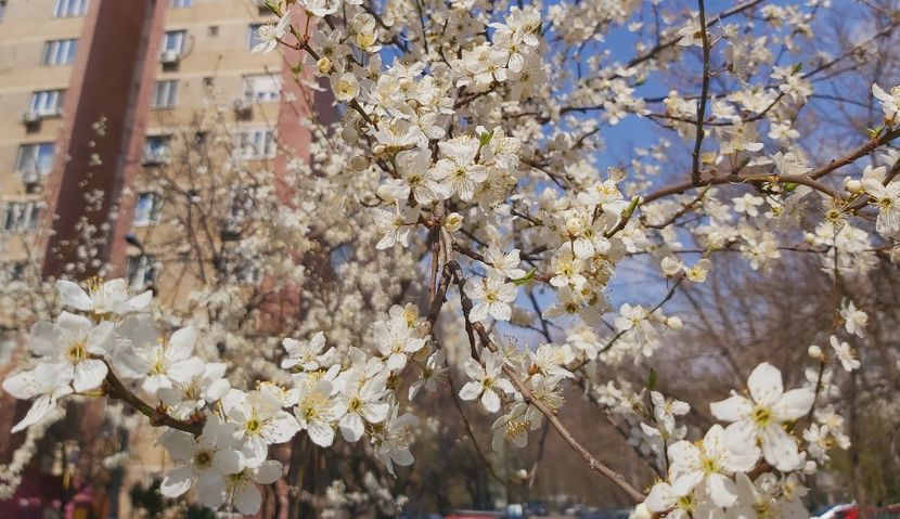  - Floricele diverse 2022