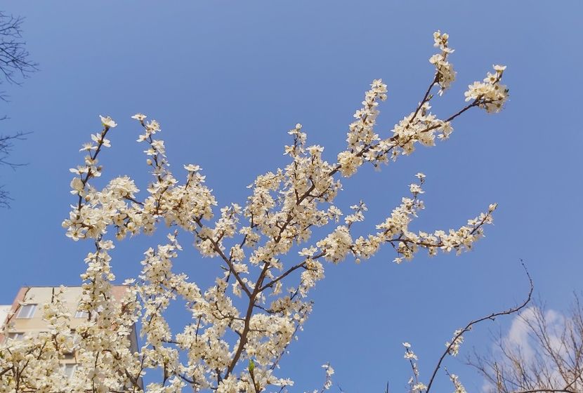 - Floricele diverse 2022