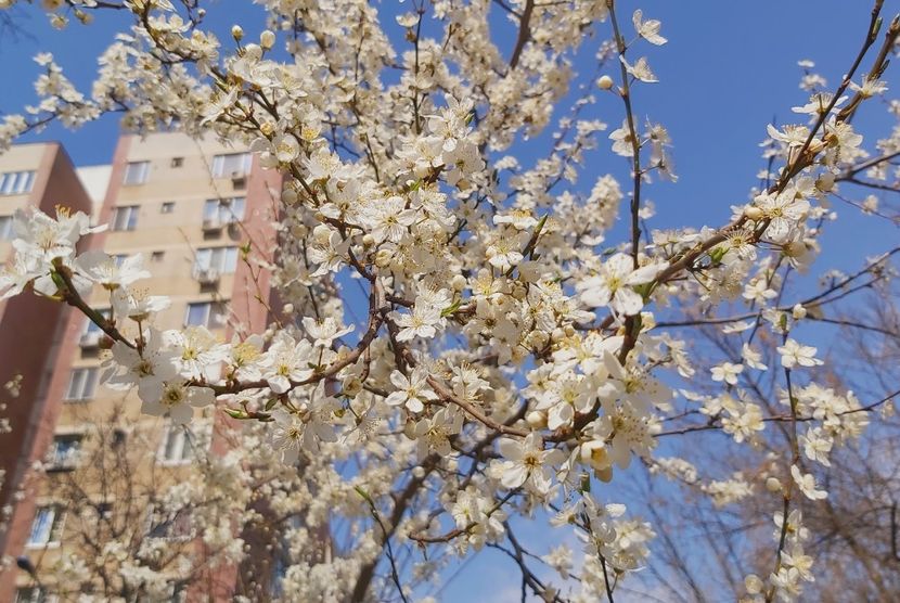  - Floricele diverse 2022