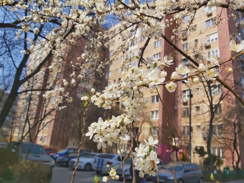  - Floricele diverse 2022
