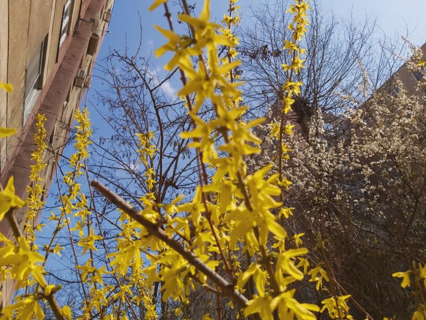  - Floricele diverse 2022