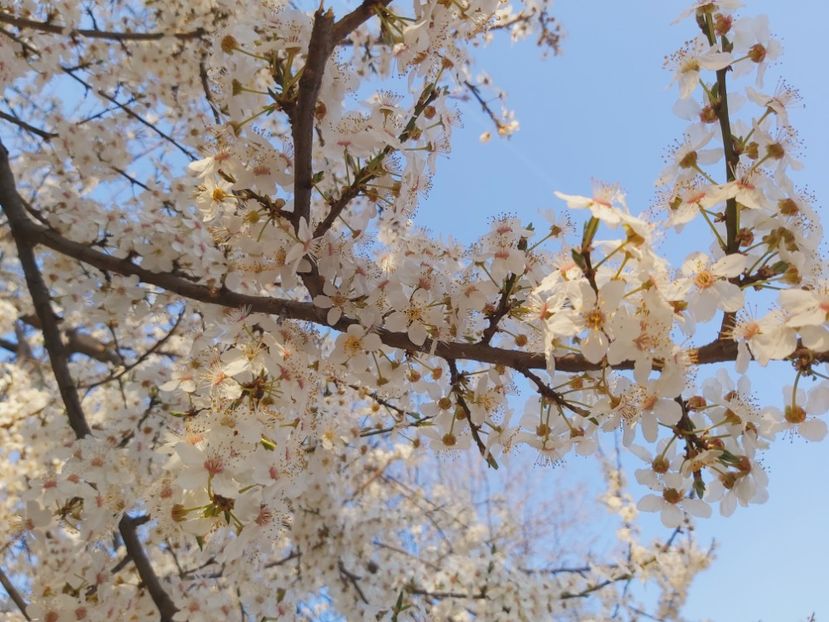  - Floricele diverse 2022